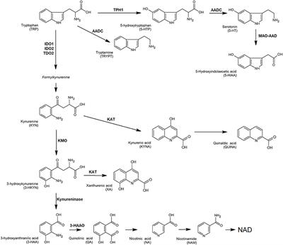 Tryptophan Catabolism and Response to Therapy in Locally Advanced Rectal Cancer (LARC) Patients